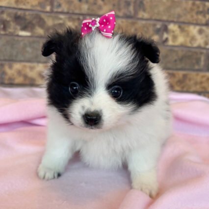 Meet Pixie