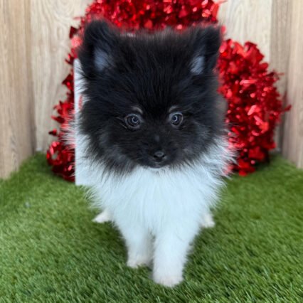Meet Saddle