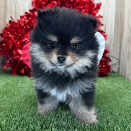 Meet Scruffy