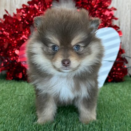 Meet Wolf