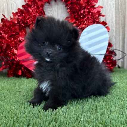 Meet Rosco
