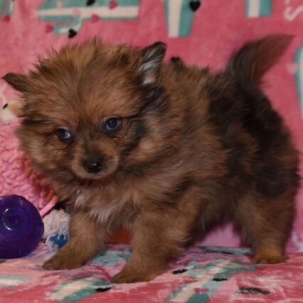 Meet Plaid