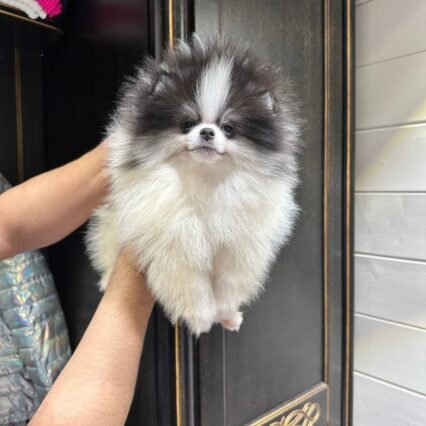 Fluffiano Versnoochi – Male Black & White Pomeranian Puppy for Sale