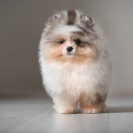Meet Kelvin